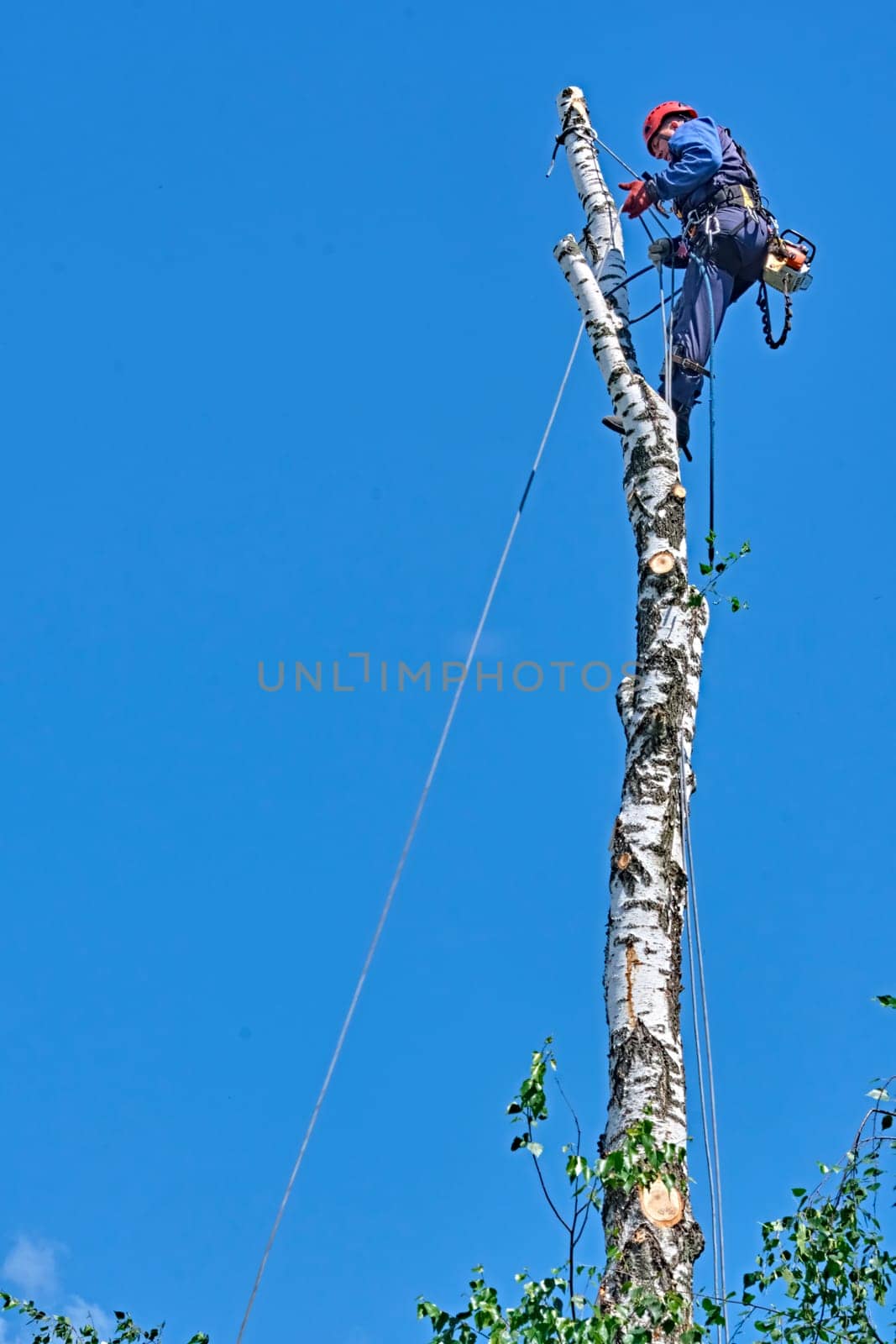 russia 2020. An arborist cutting a tree with a chainsaw