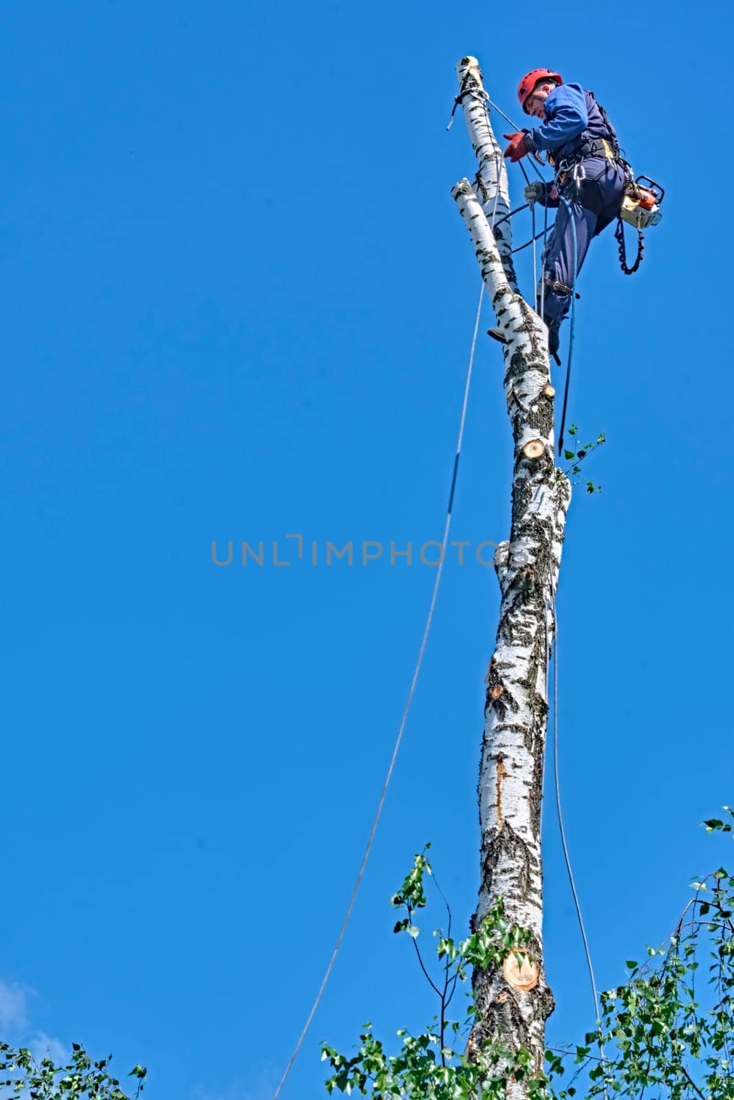 russia 2020. An arborist cutting a tree with a chainsaw. color by lempro