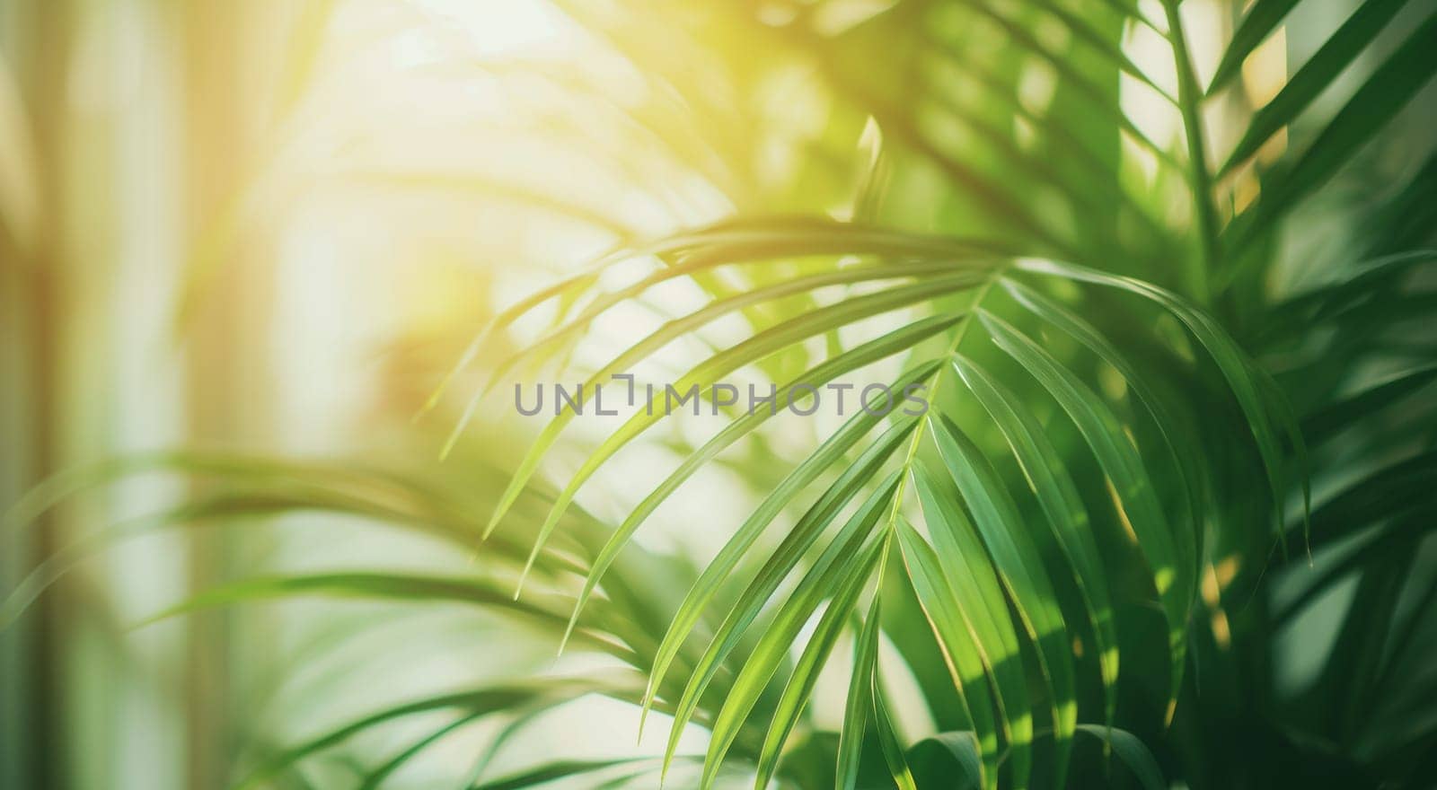 Lush green palm leaves basking in soft sunlight, depicting a tranquil natural setting by kizuneko