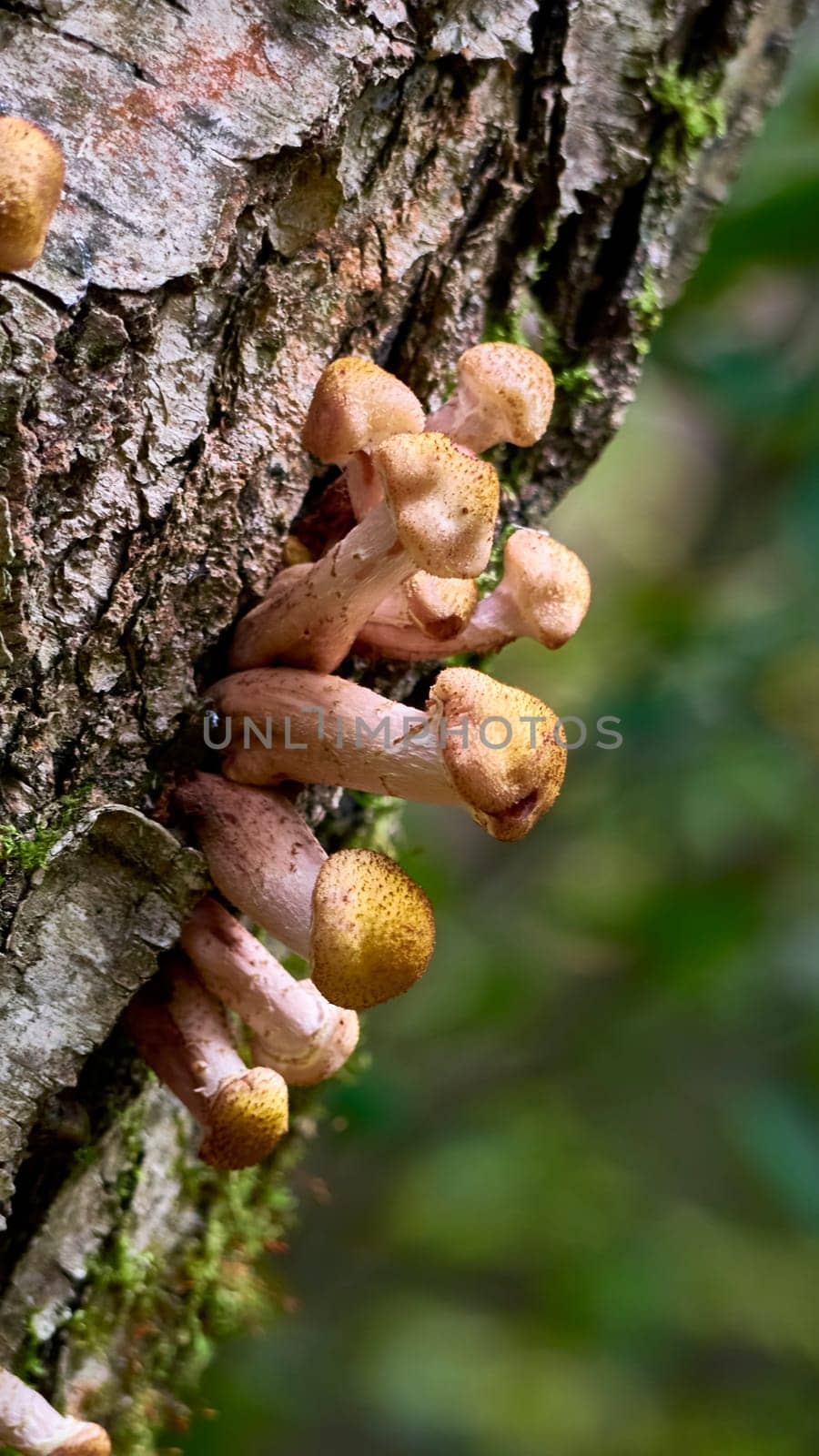 Armillaria mellea mushrooms close-up in autumn macro photography taken during the day in clear weather by lempro