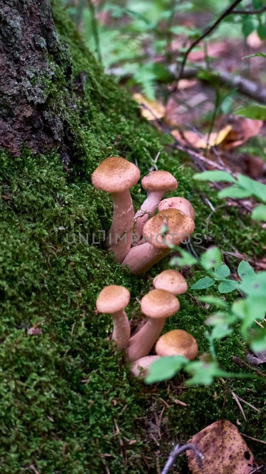 Armillaria mellea mushrooms close-up in autumn macro photography taken during the day in clear weather. color nature