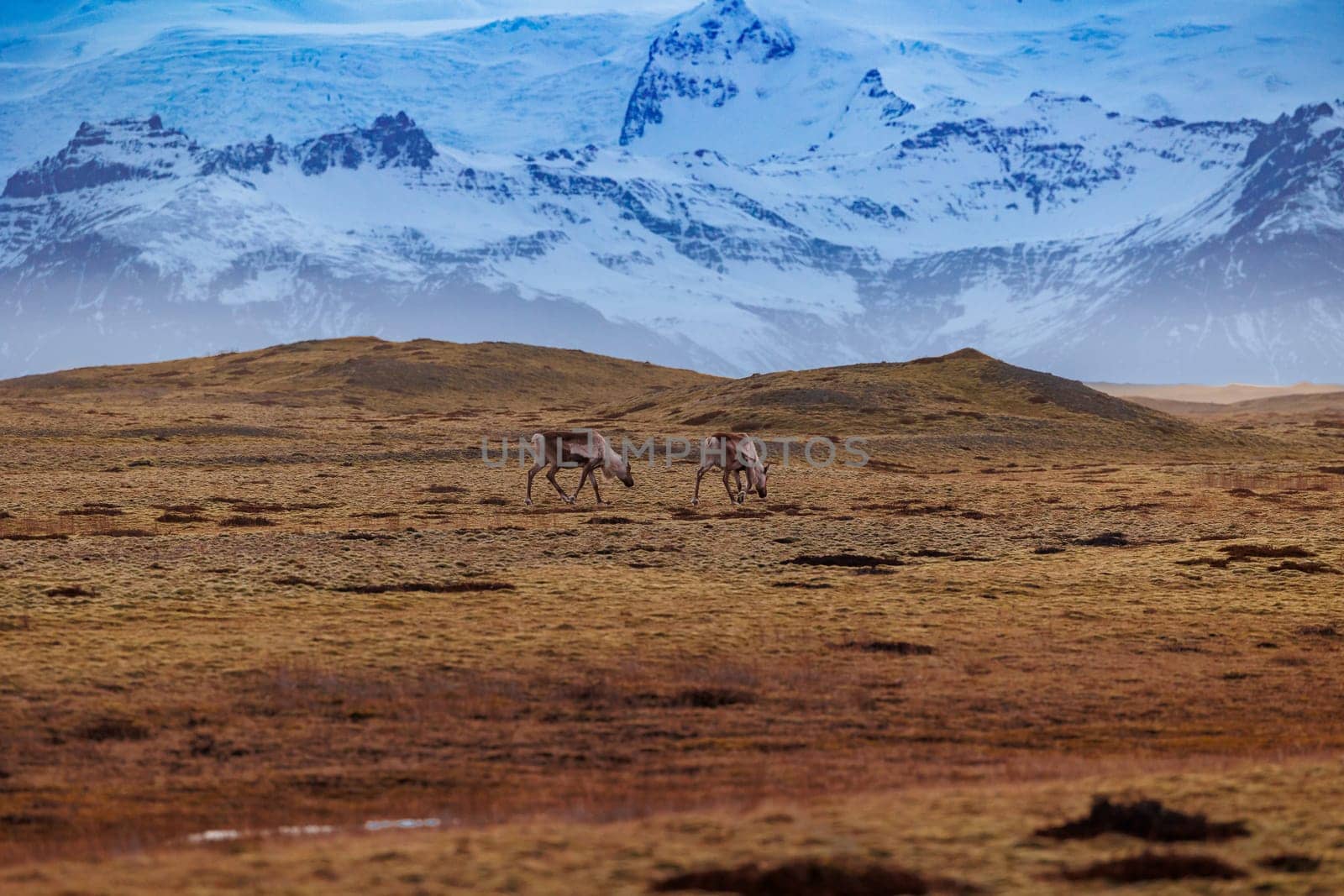 Majestic fields in icelandic highlands by DCStudio