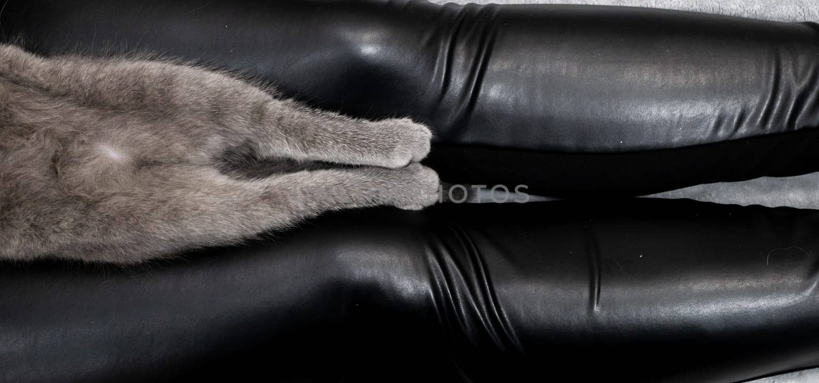 Cat's paws close-up on the legs of a man. Cat's hind legs. color
