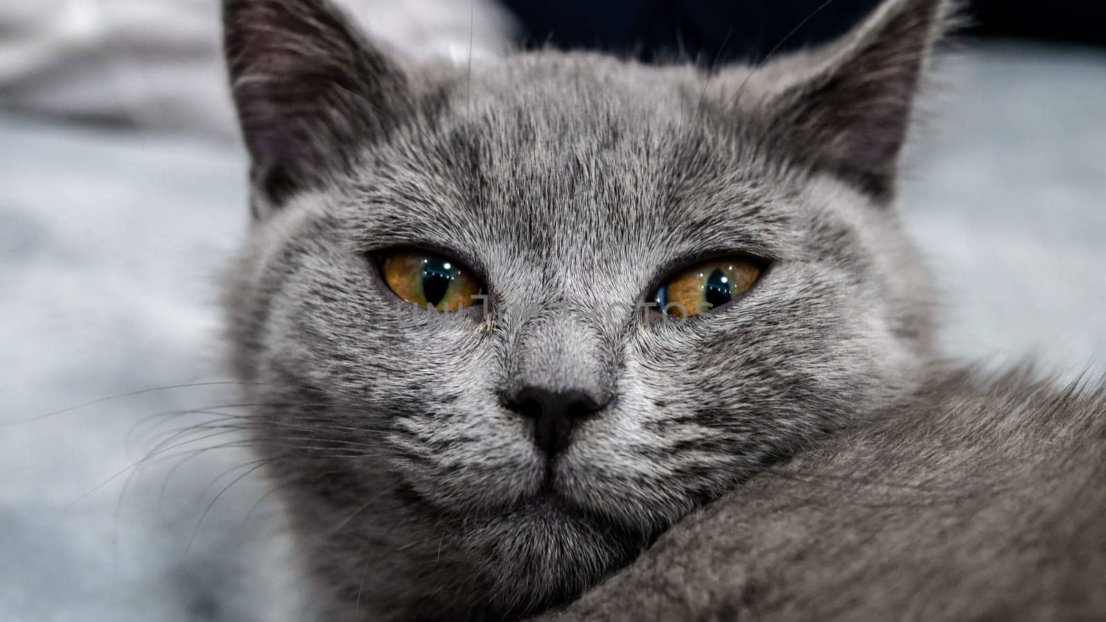 British cat, portrait kitten on a colored background