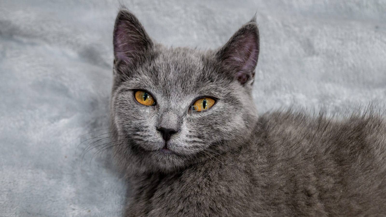 British cat, portrait kitten on a colored background