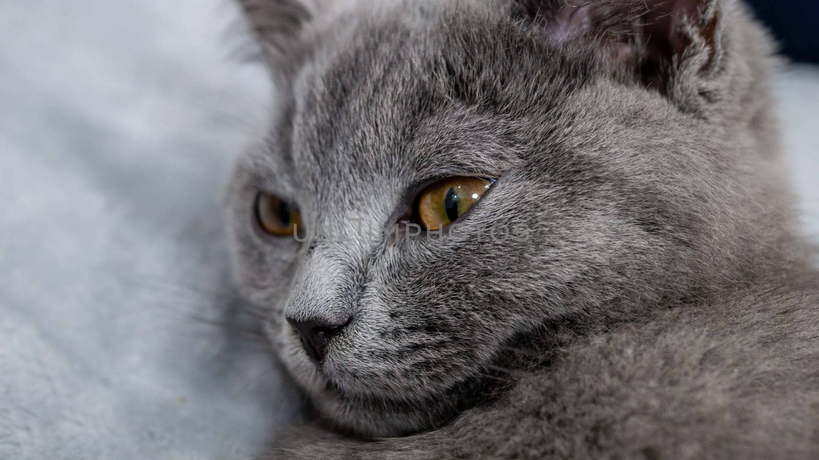 British cat, portrait kitten on a colored background