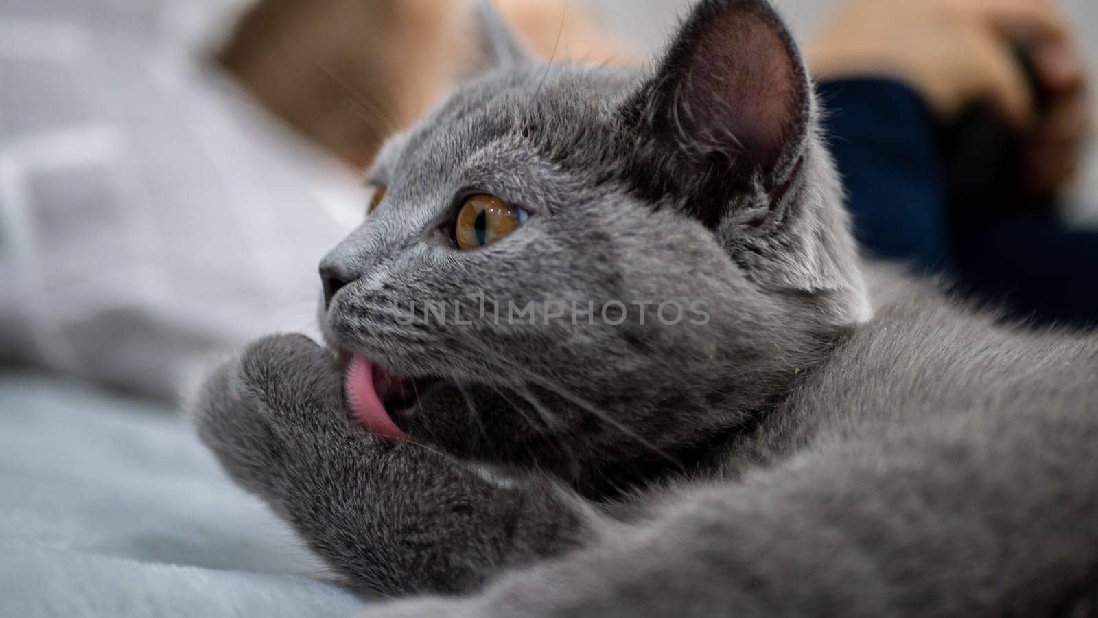 British cat, portrait kitten on a colored background