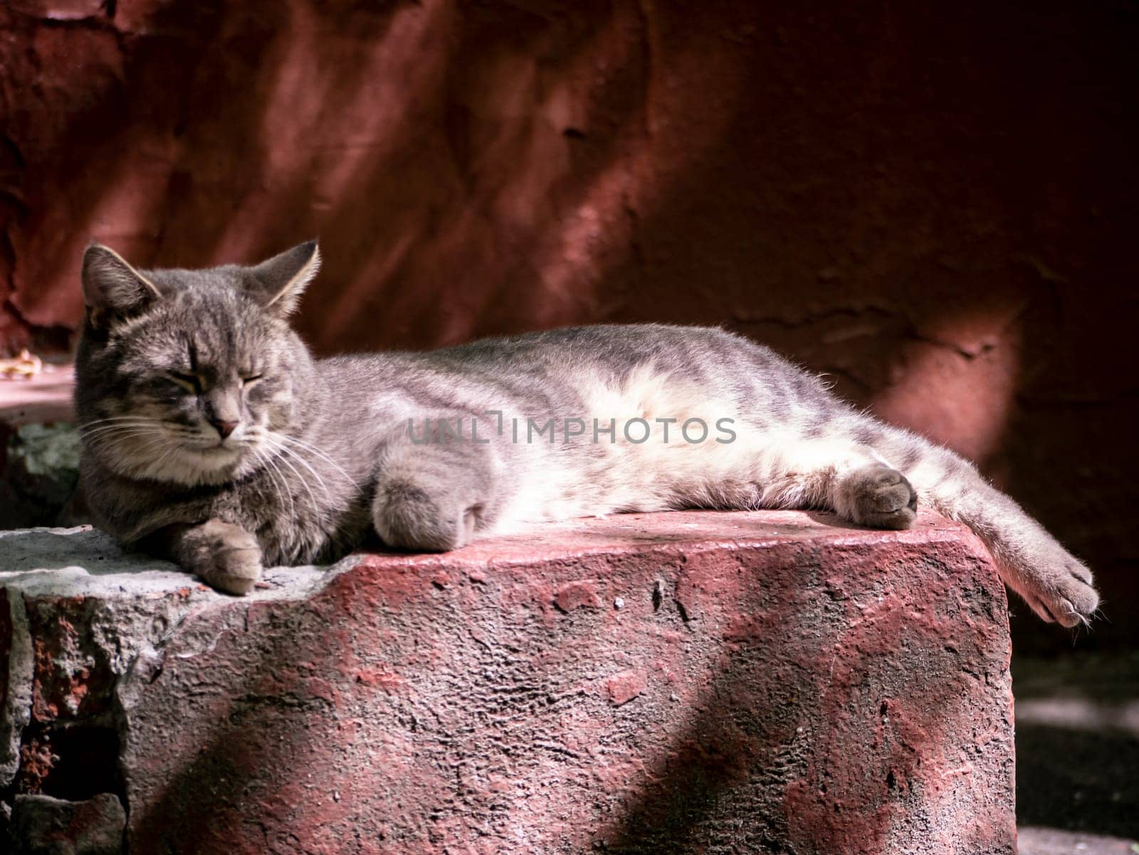 Happy, the gray cat lies outside on the concrete background. Street photo. nature light