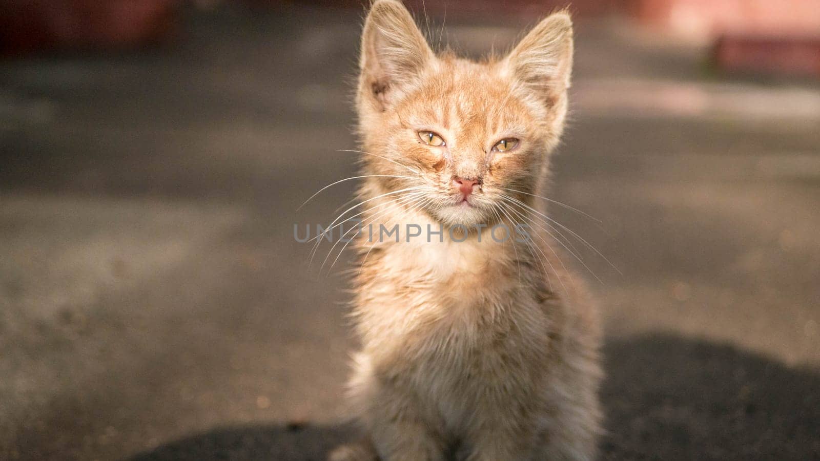 street homeless red kitten general plan