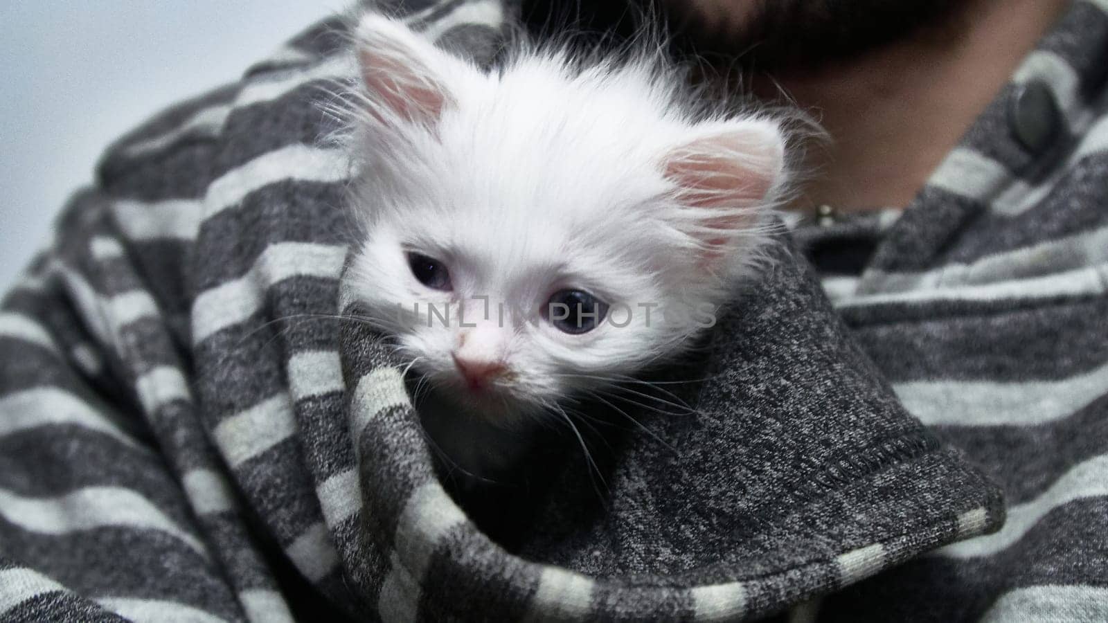 Kitten in a hooded hoodie