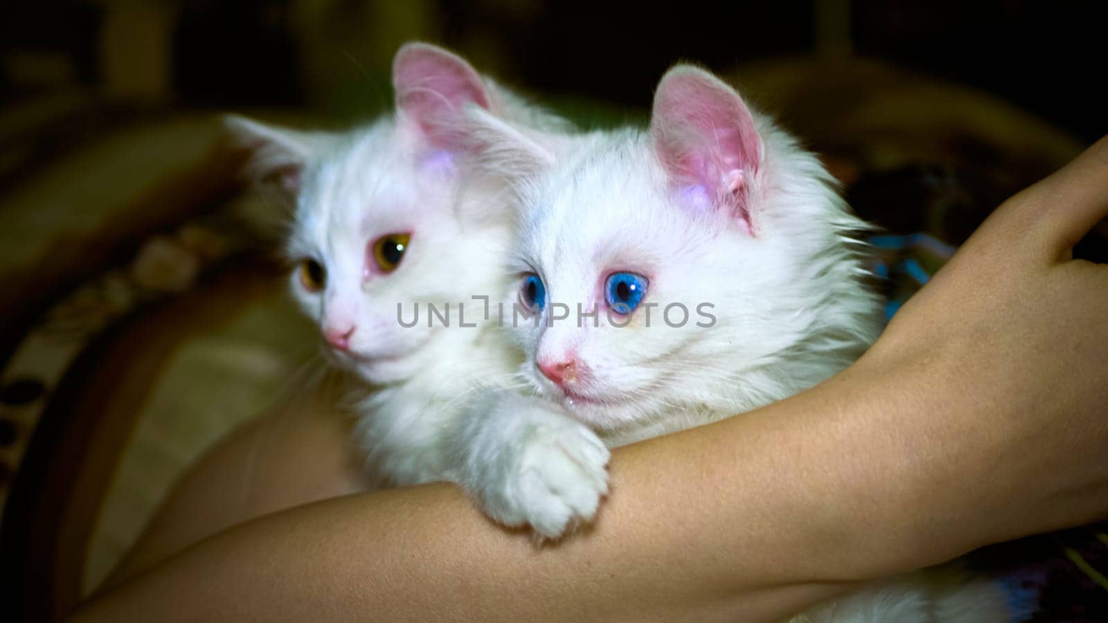 Kittens of Turkish Angora in light by lempro