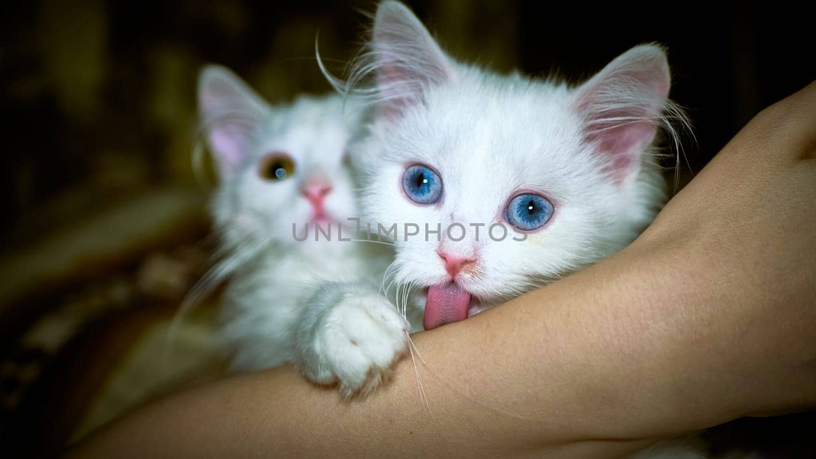 Kittens of Turkish Angora