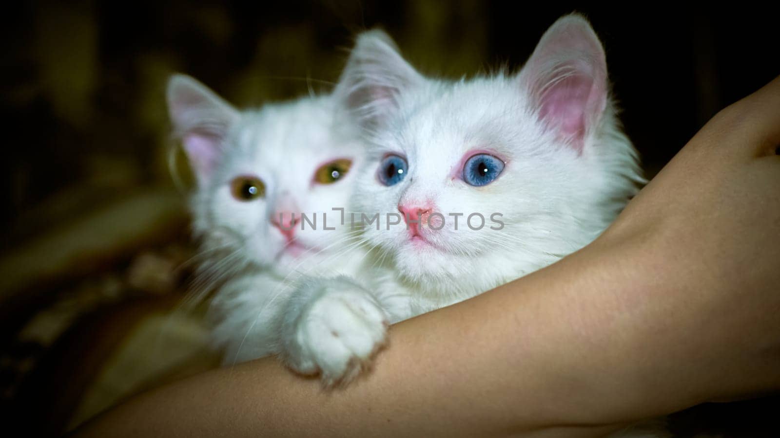 Kittens of Turkish Angora in light by lempro