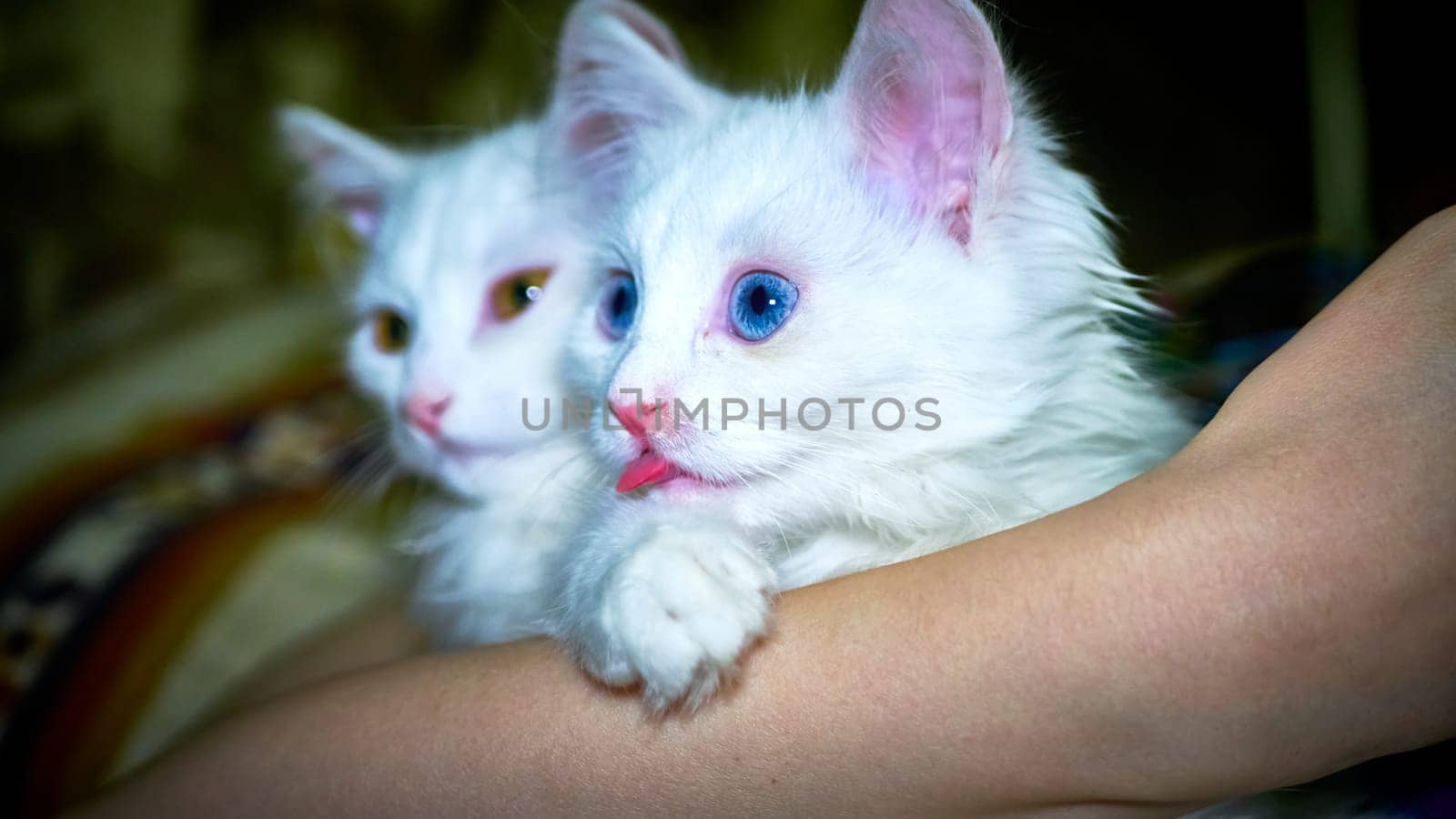 Kittens of Turkish Angora in light by lempro