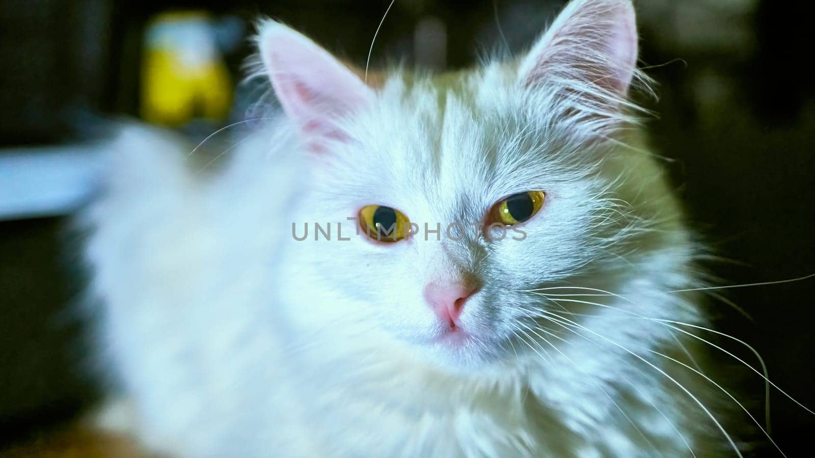 young Turkish Angora