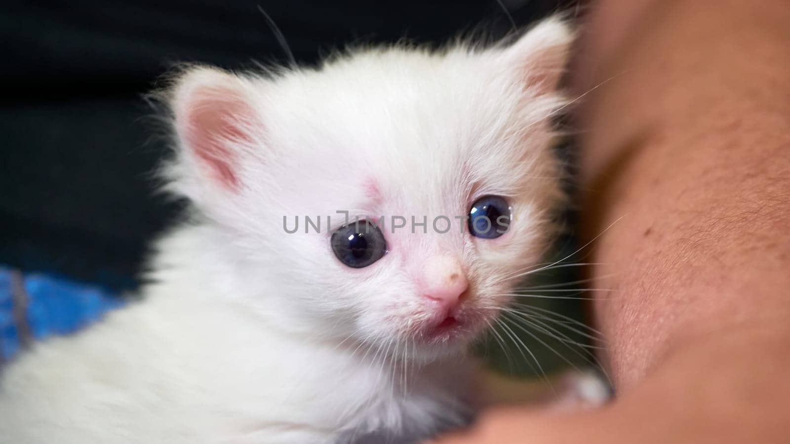 White kitten lies on his knees