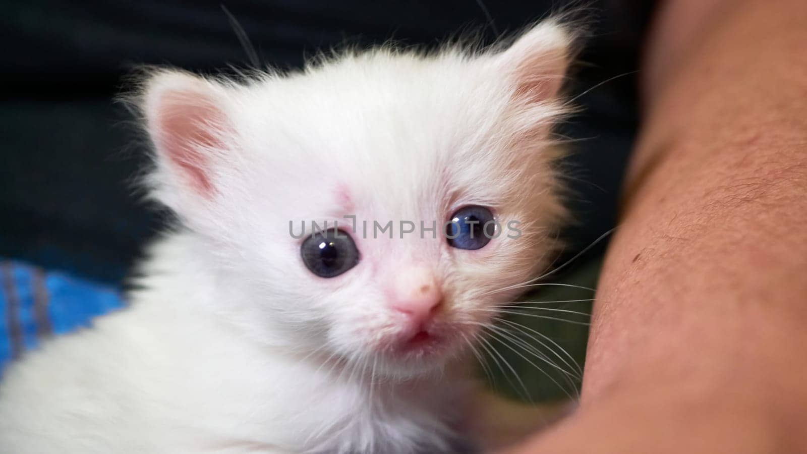 White kitten lies on his knees