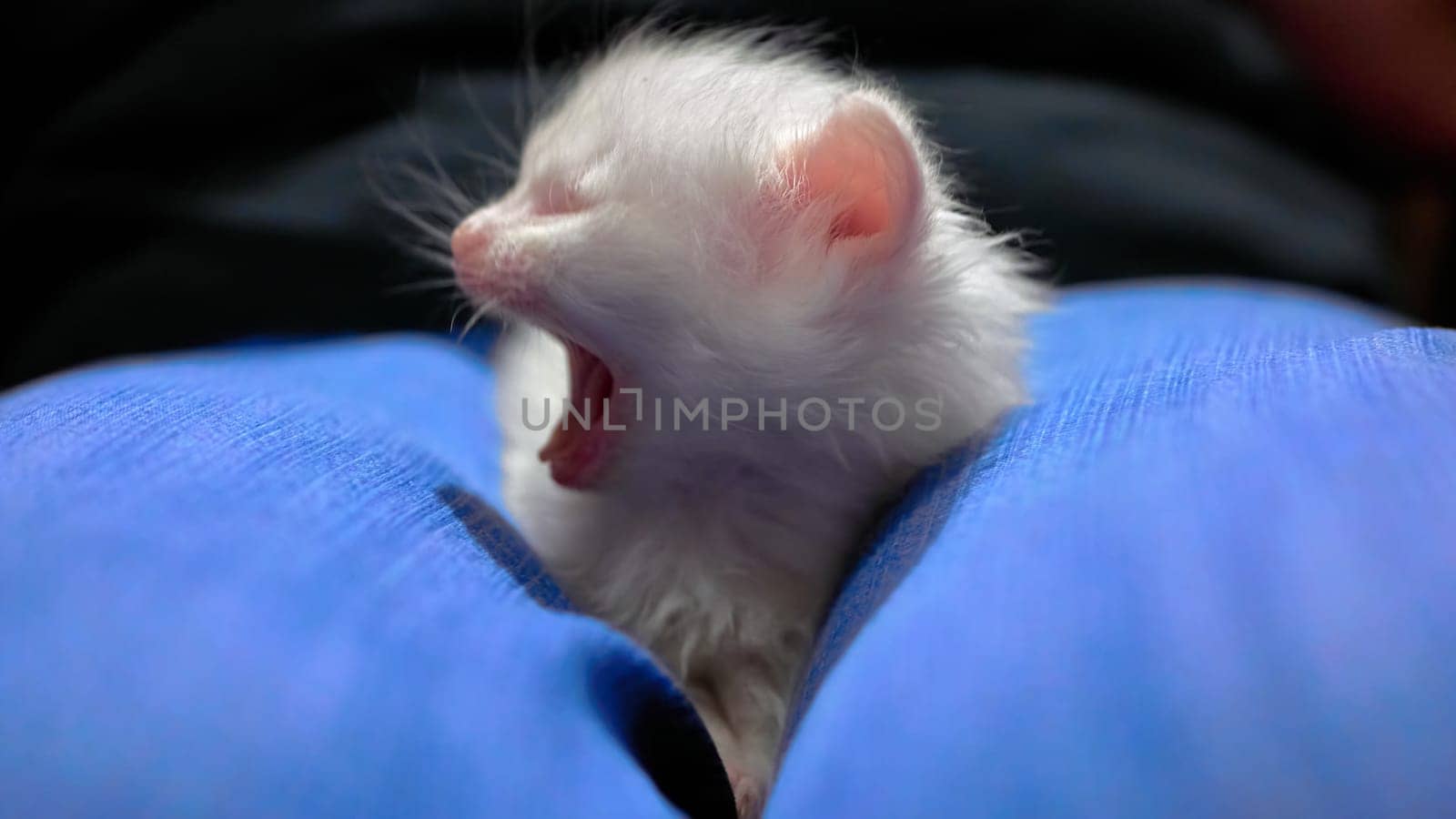 White kitten lies on his knees