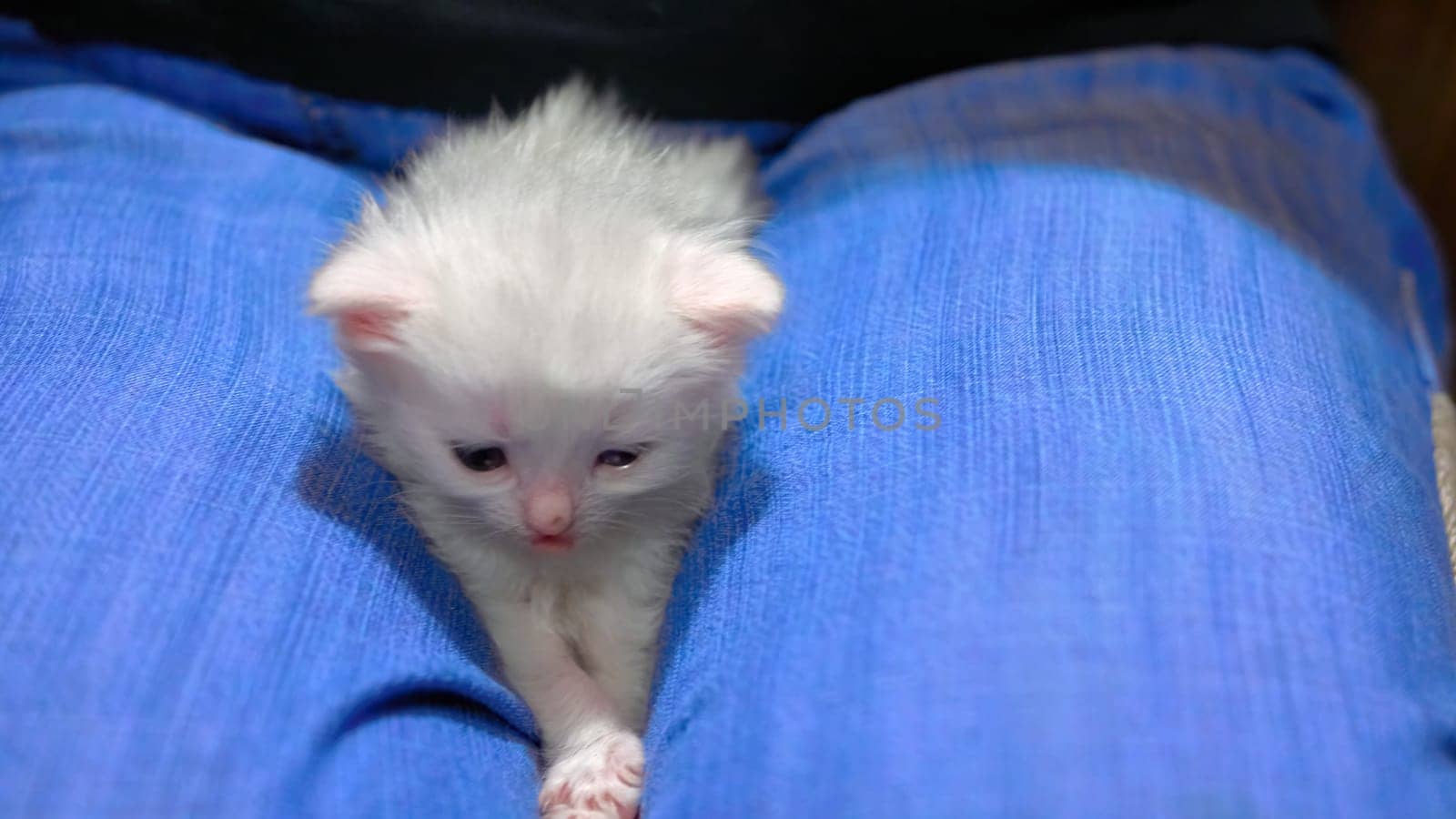 White kitten lies on his knees