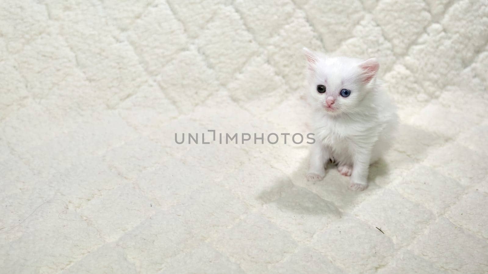 kitten with heterochromia color white