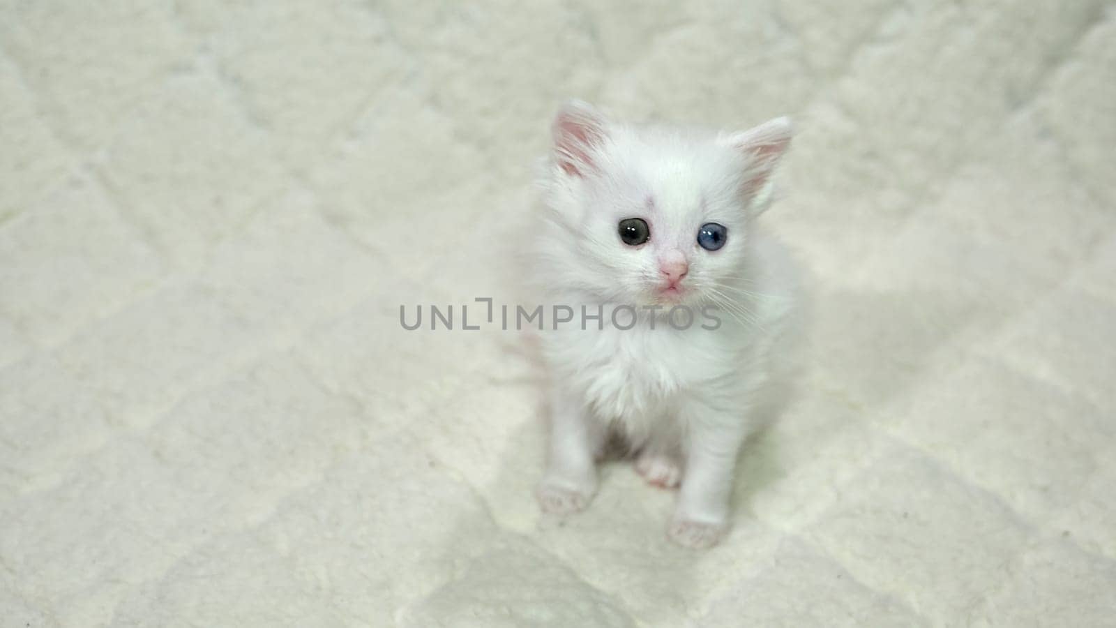 kitten with heterochromia color white