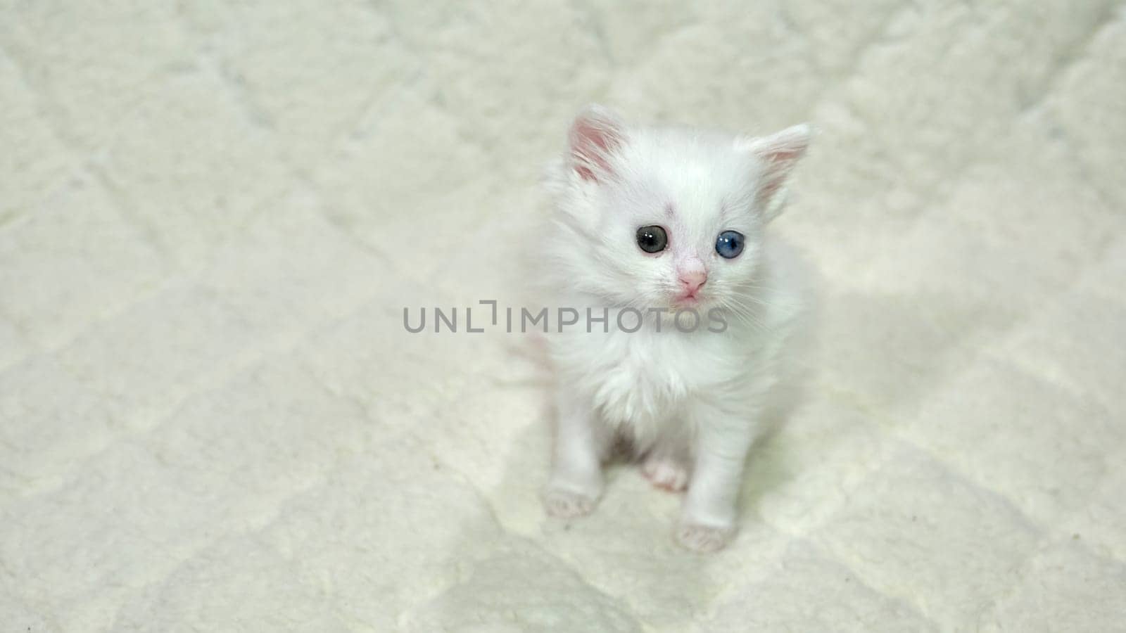 kitten with heterochromia color white