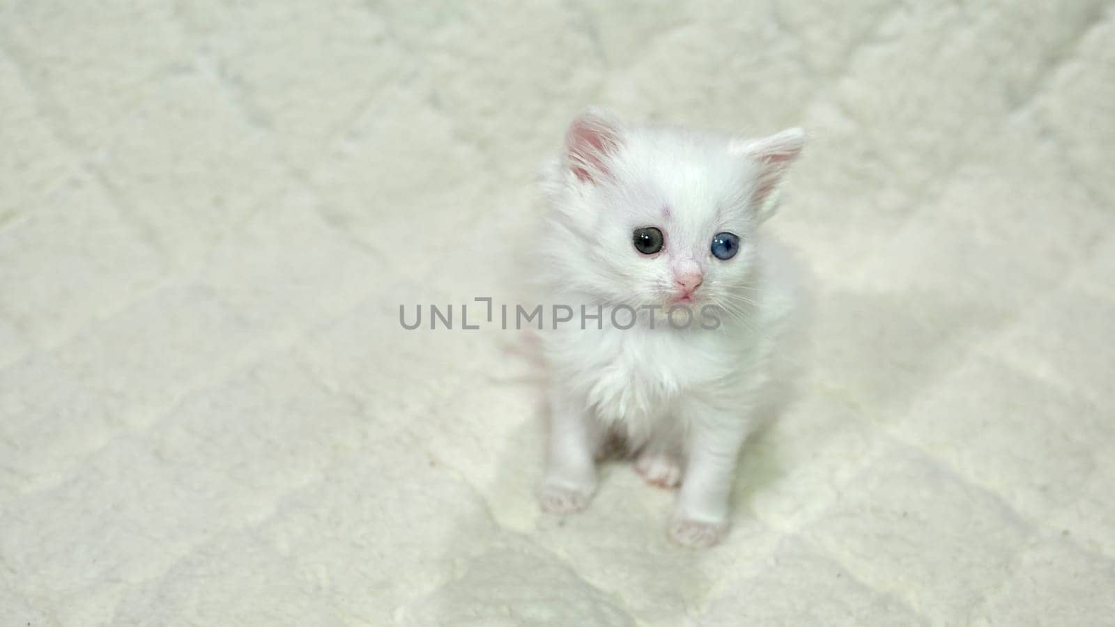 kitten with heterochromia color white