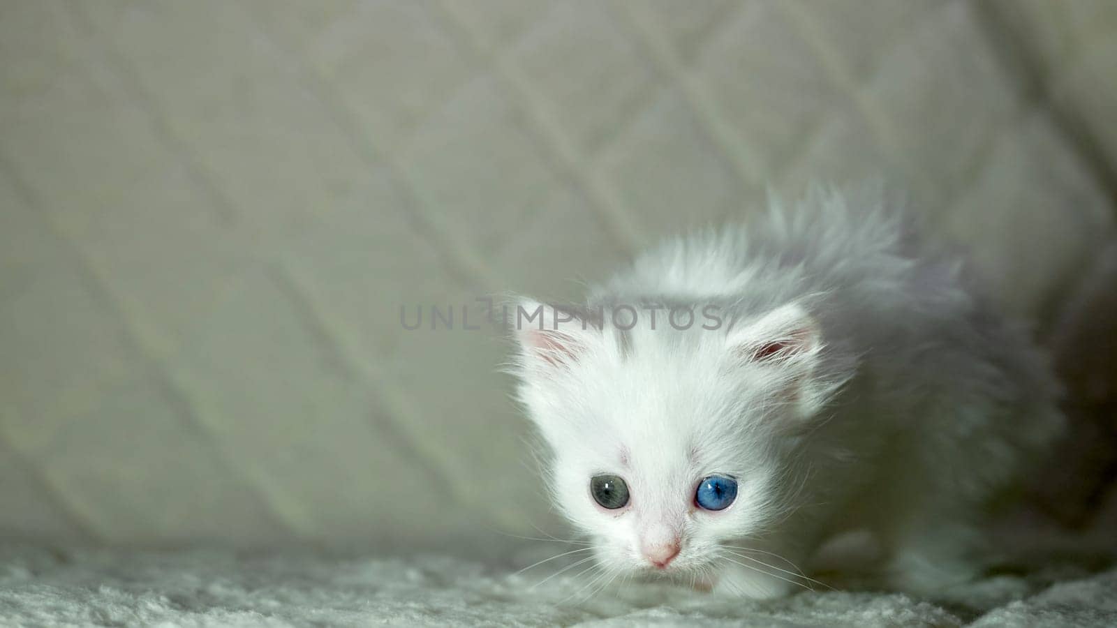 kitten with heterochromia color white