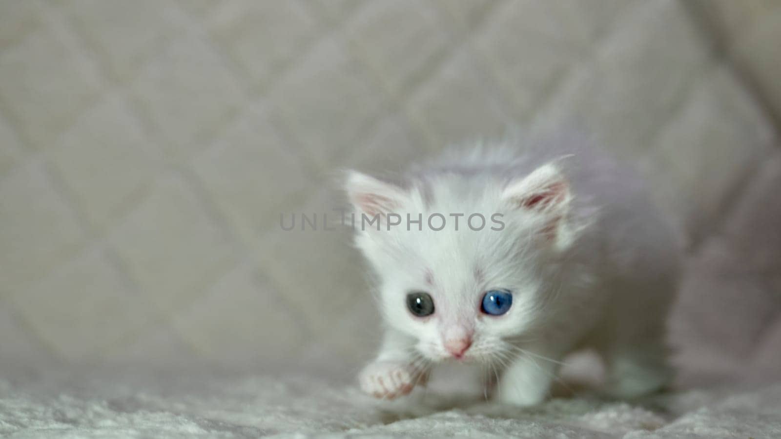 kitten with heterochromia color white