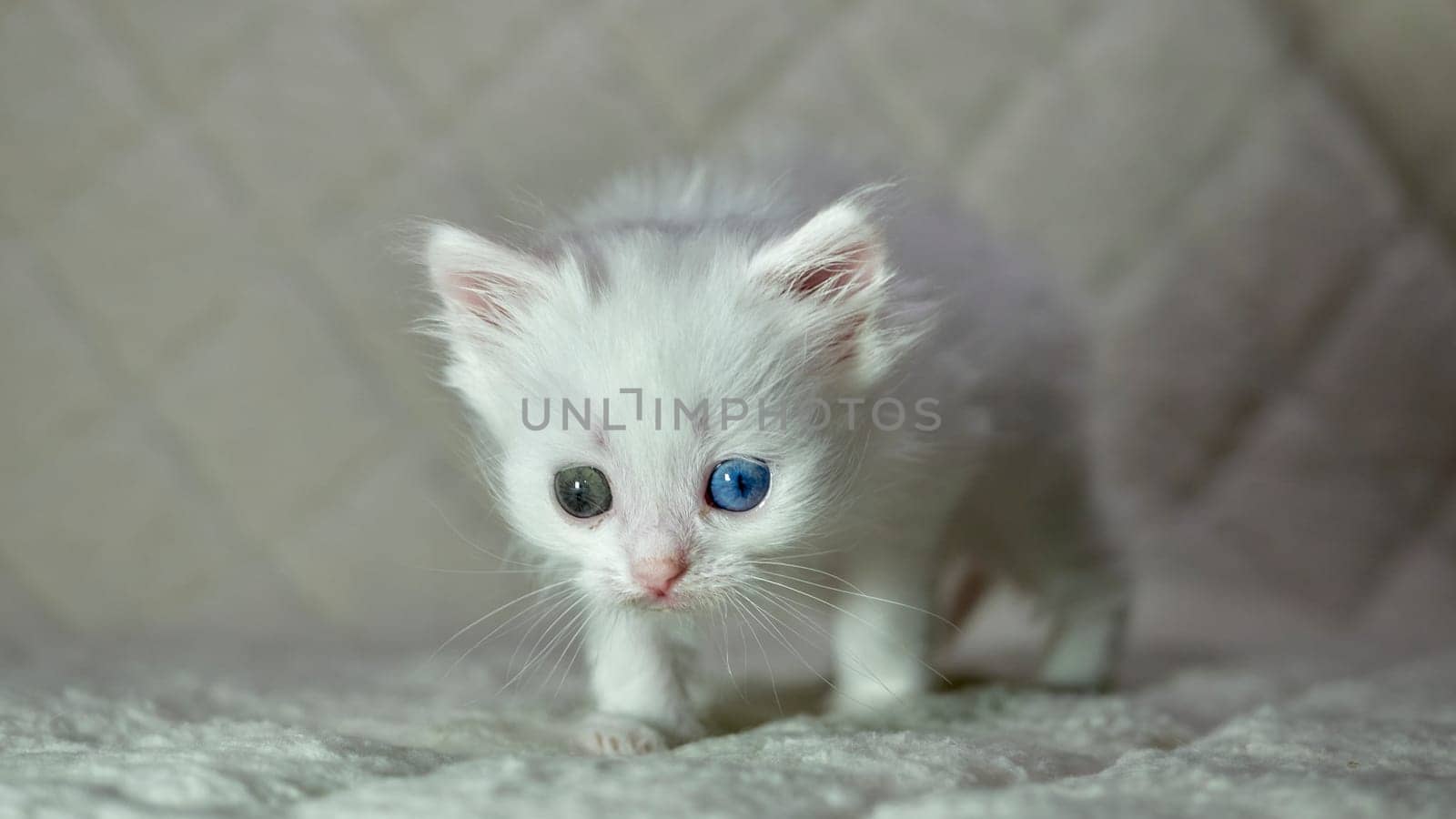 kitten with heterochromia color white