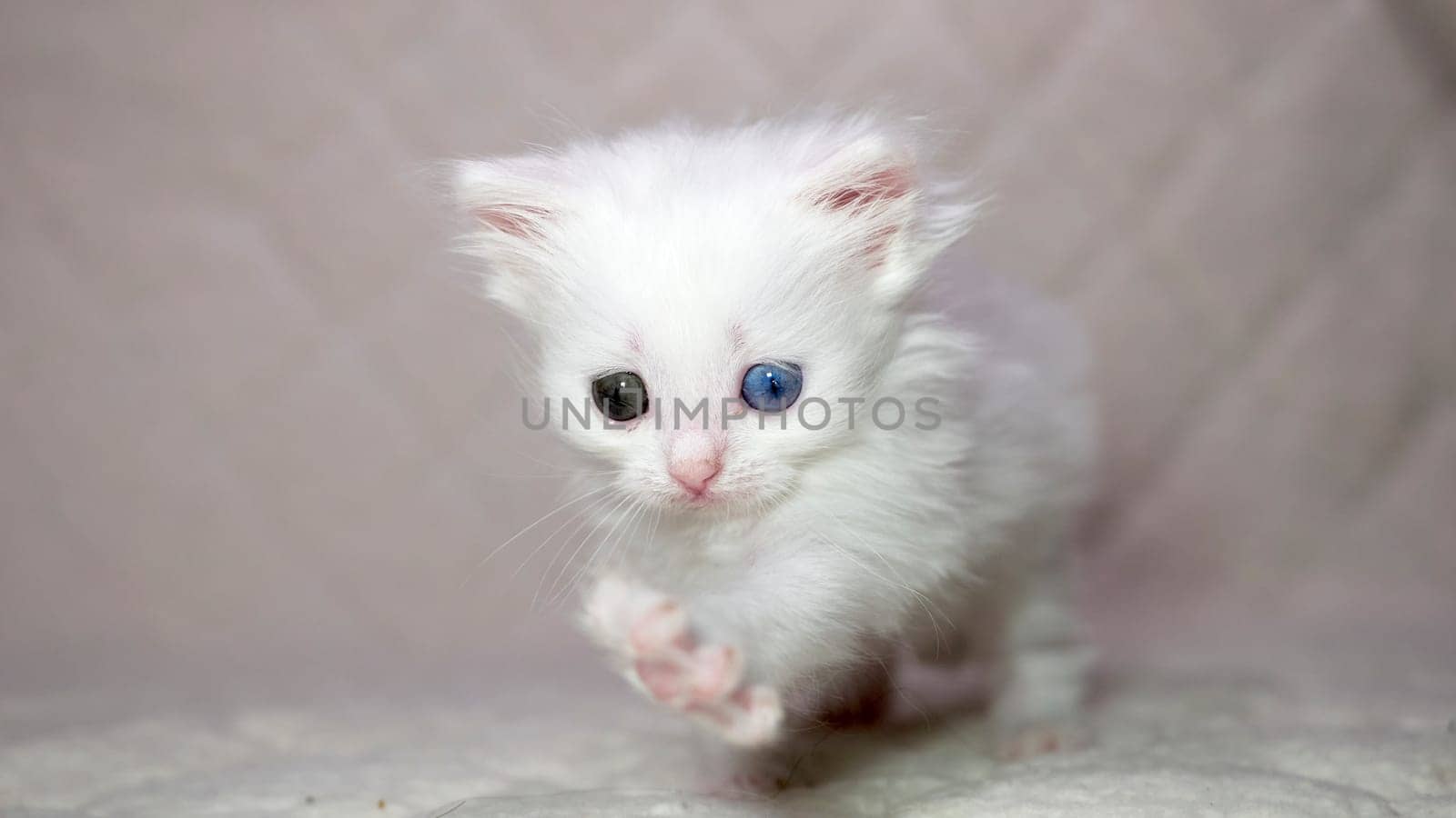 kitten with heterochromia color white