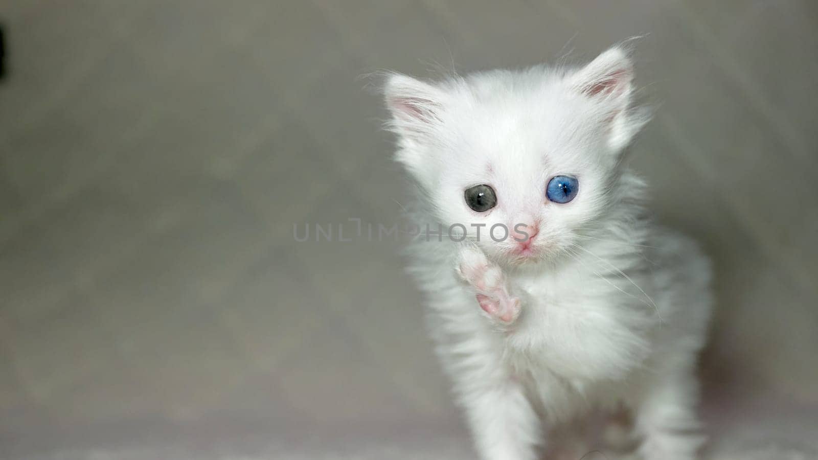 kitten with heterochromia color white