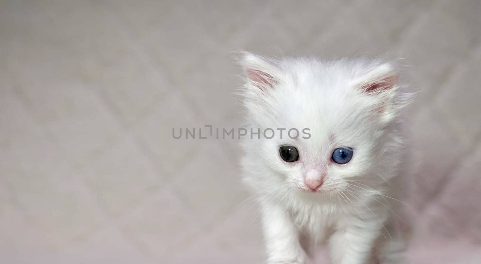 kitten with heterochromia color white