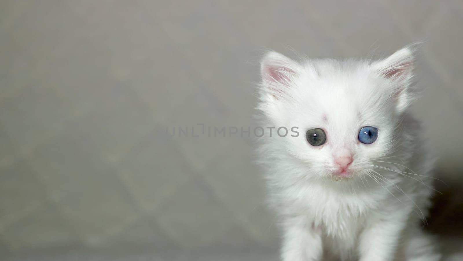 kitten with heterochromia color white