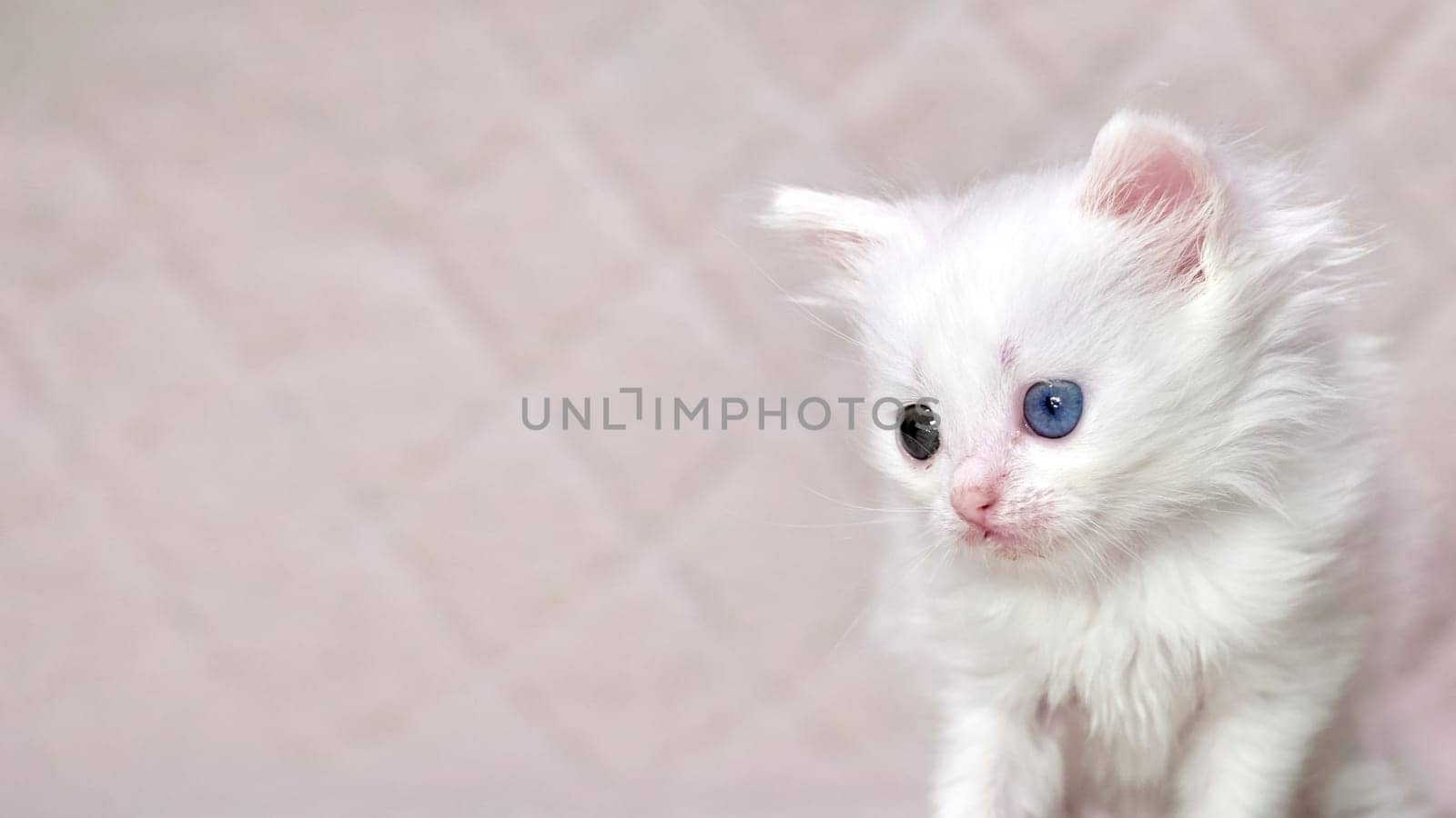 kitten with heterochromia color white