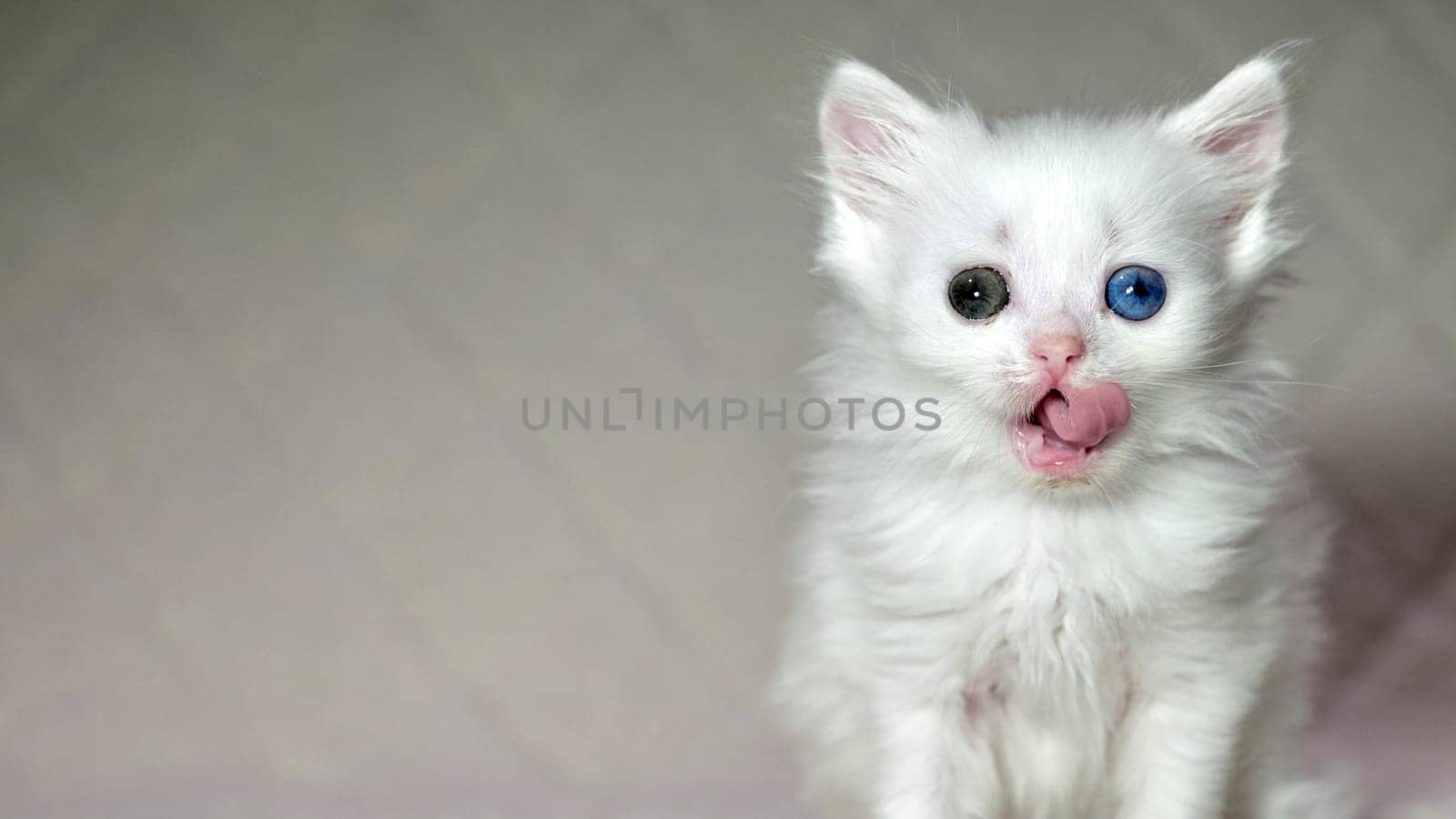 kitten with heterochromia color white