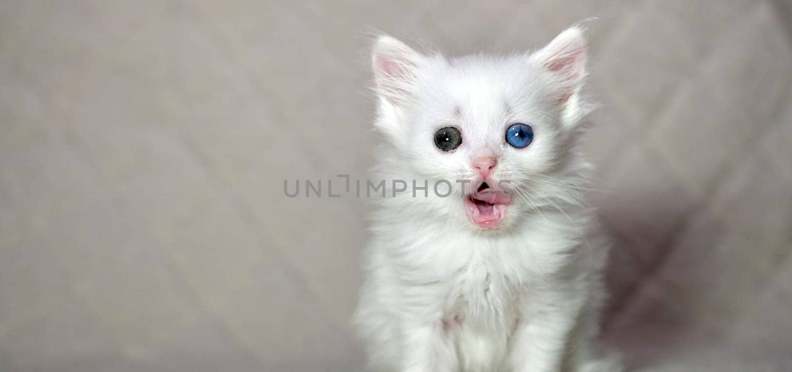 kitten with heterochromia color white