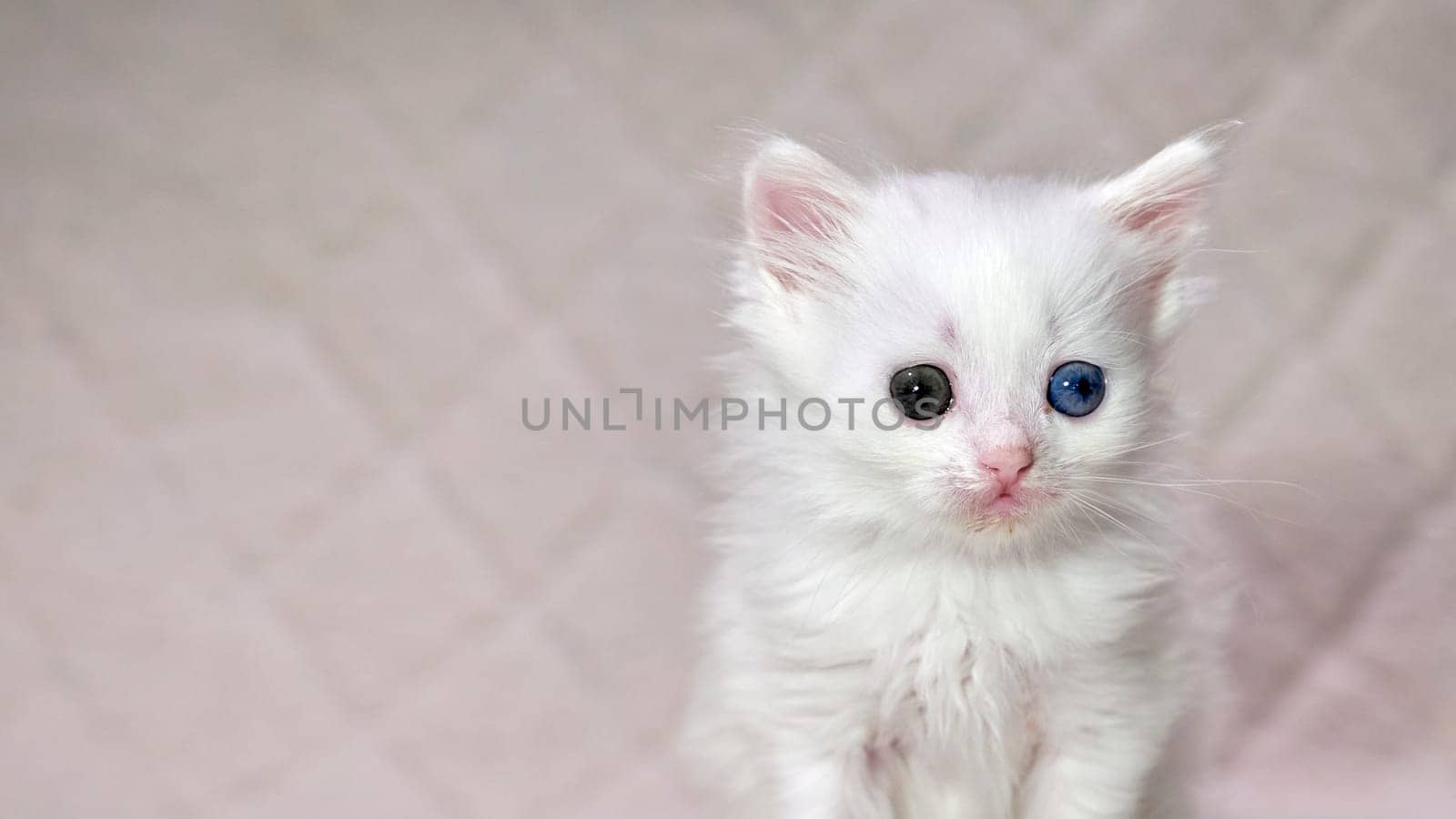 kitten with heterochromia color white