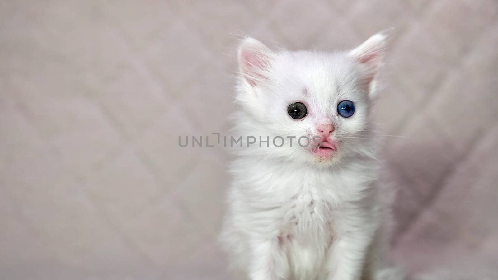 kitten with heterochromia color white