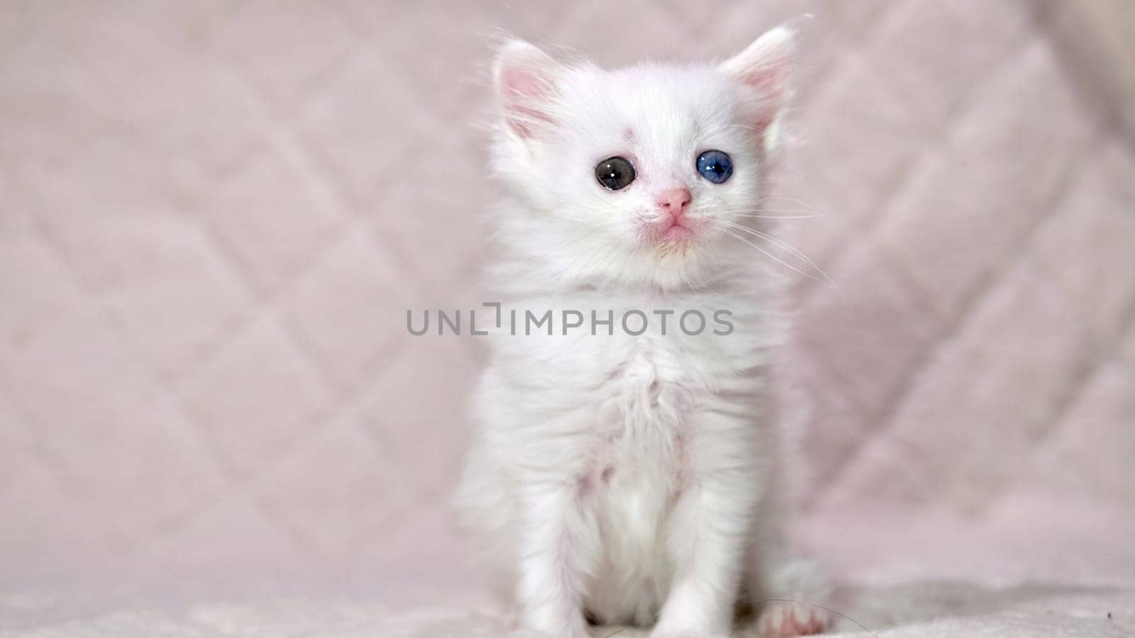 kitten with heterochromia color white