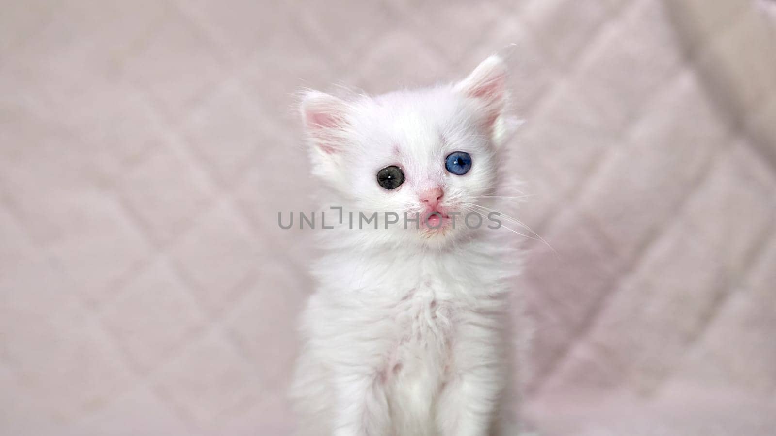 kitten with heterochromia color white