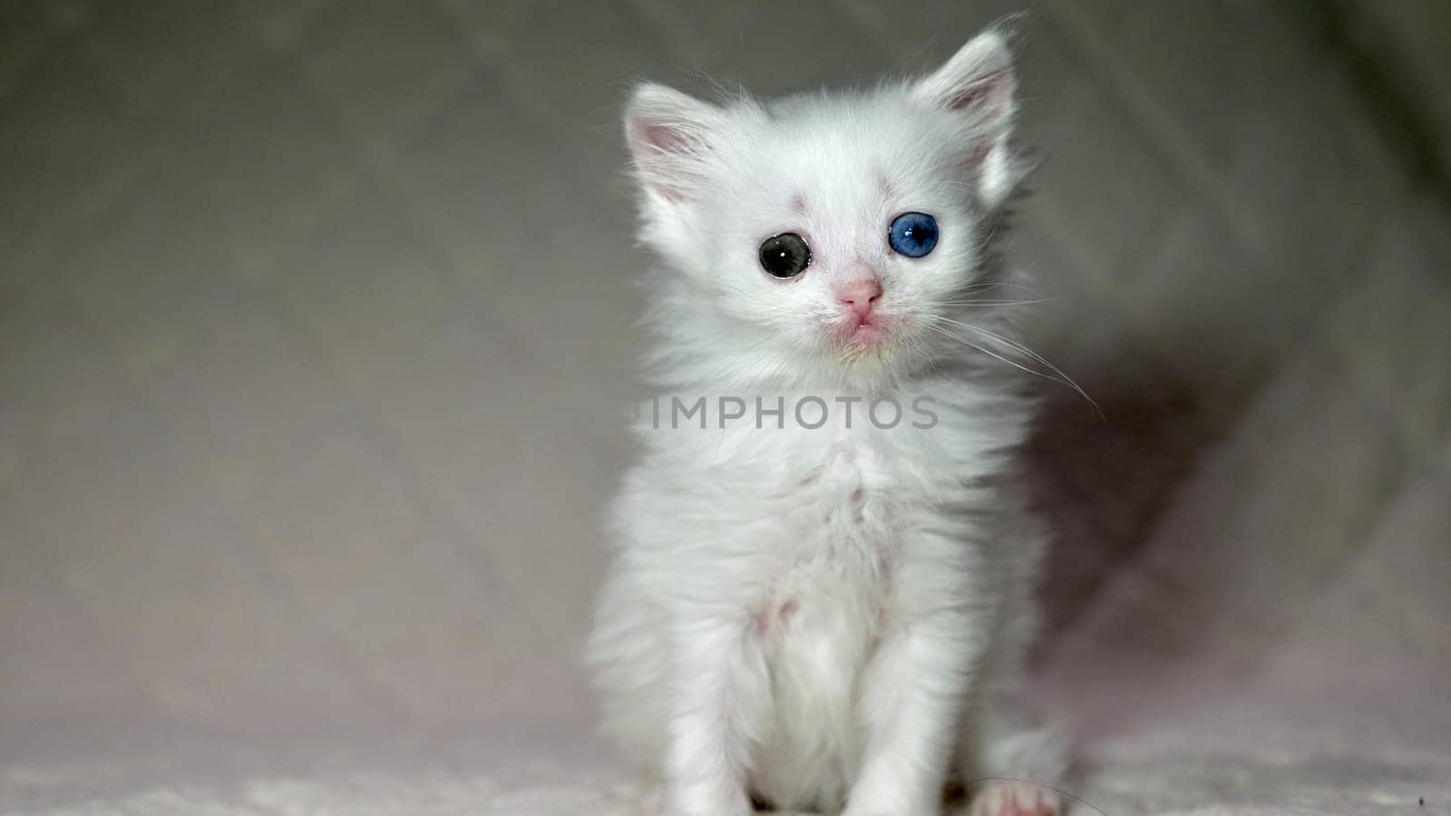 kitten with heterochromia color white