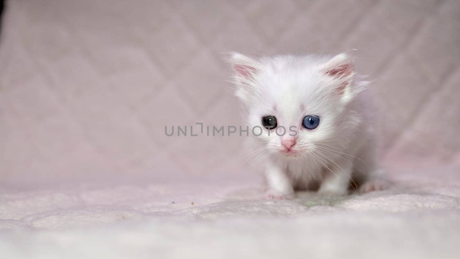 kitten with heterochromia color white