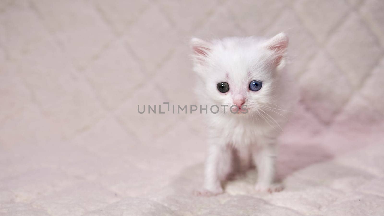 kitten with heterochromia color white