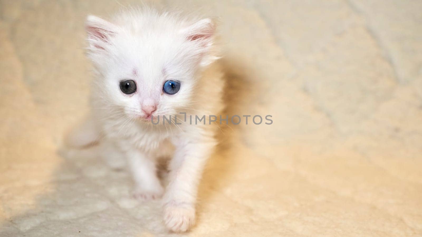 kitten with heterochromia color white