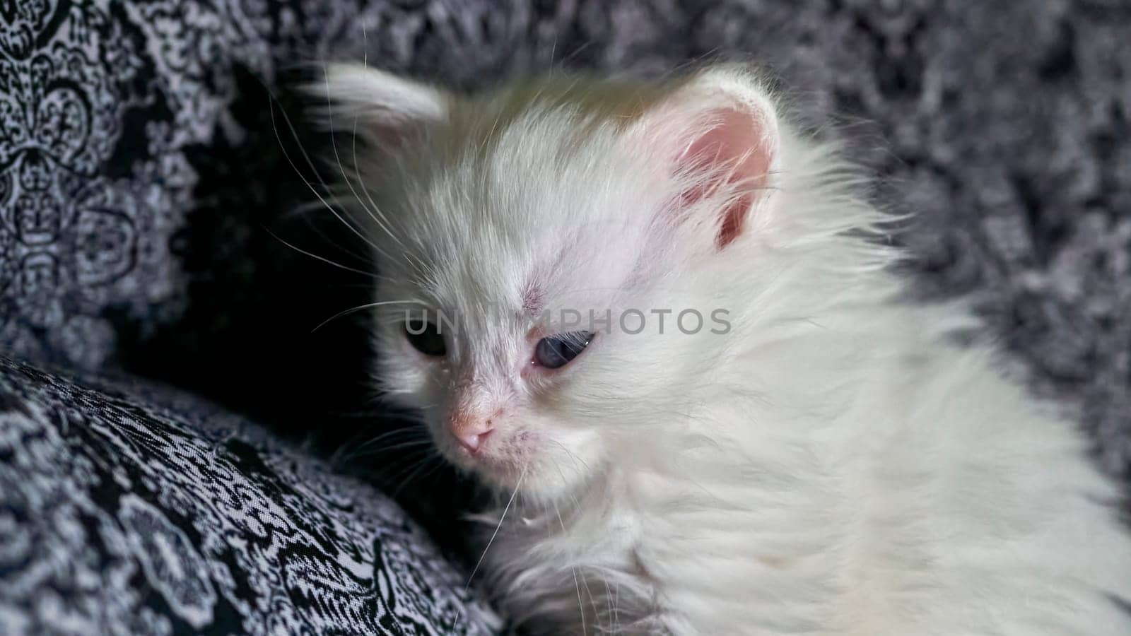 kitten with heterochromia low light