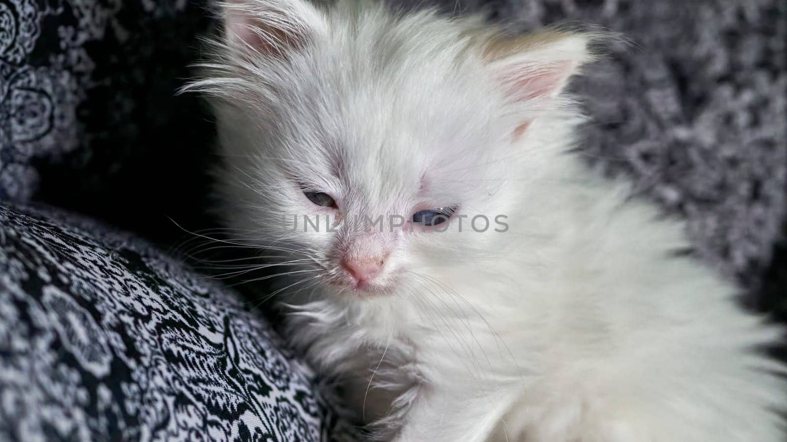 kitten with heterochromia low light