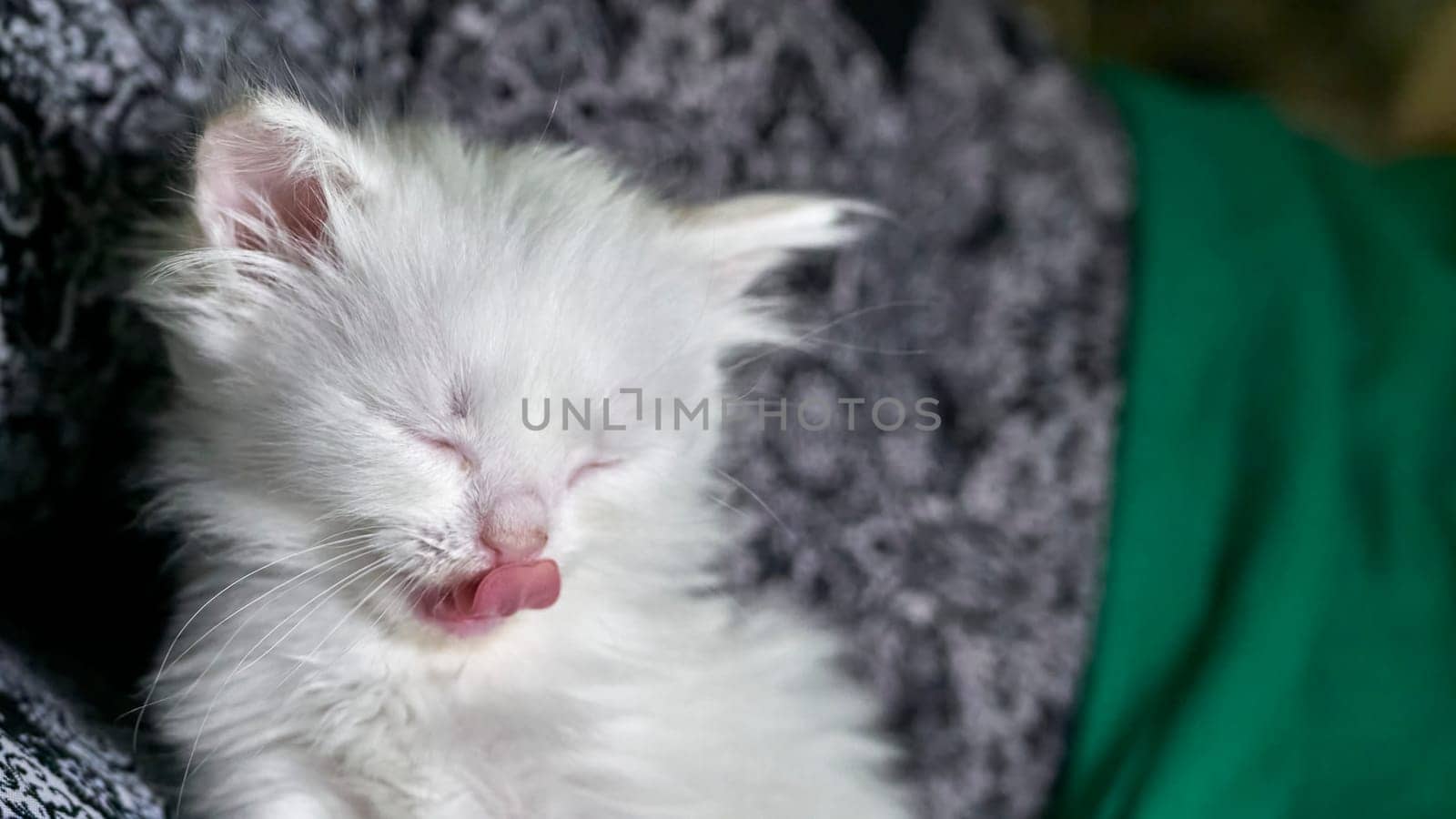 kitten with heterochromia low light