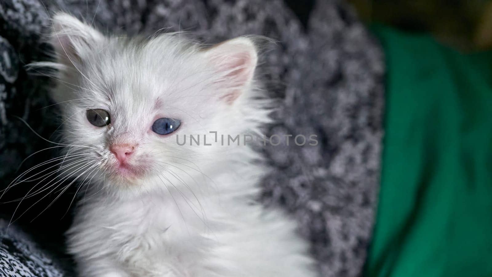 kitten with heterochromia low light