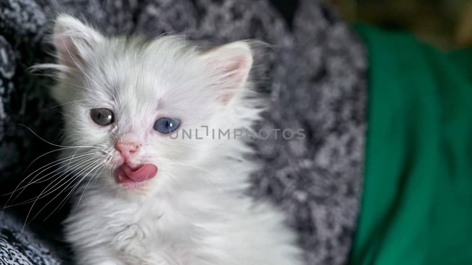 kitten with heterochromia white color low light by lempro